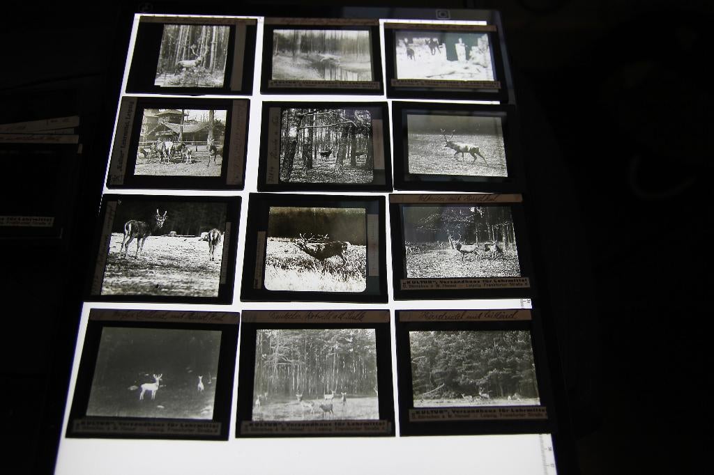27 oude glasdia's met herten, reeën, Ophalen of Verzenden, Voor 1940, Gebruikt, Overige onderwerpen