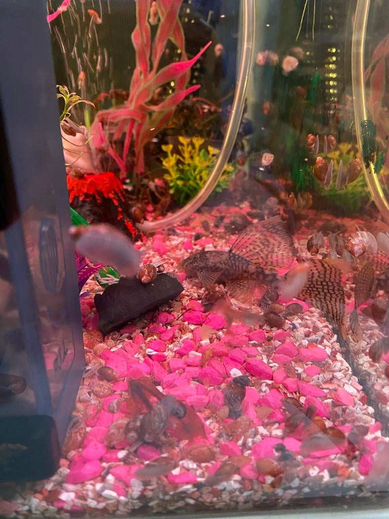 HYPOSTOMUS PLECOSTOMUS, Dieren en Toebehoren, Vissen | Aquariumvissen, Vis