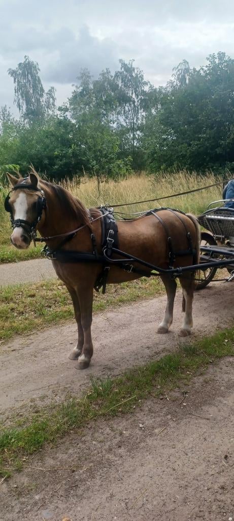 Pony, menpony, b-pony, palomino dark, Ruin, Minder dan 160 cm, Met stamboom, 11 jaar of ouder