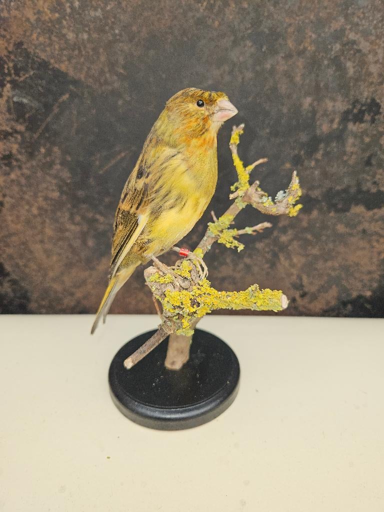 Nieuw opgezette toupet kanarie top kwaliteit, Verzamelen, Dierenverzamelingen, Ophalen of Verzenden, Nieuw, Vogel, Opgezet dier