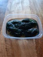 01 - Java Mos  150ml, Dieren en Toebehoren, Vissen | Aquaria en Toebehoren, Ophalen, Nieuw, Plant(en), Steen of Hout