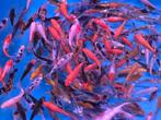 Koi 9–12 cm uit eigen kwekerij – Koidream Valburg, Karper of Koi