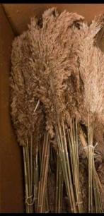 Bos pluimen 20 stuks 100 cm.lang, Ophalen of Verzenden, Nieuw