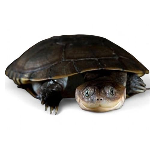 Schildpad,  Pelusius castaneus (waterschildpad) Turtle - unknown for sale from MH