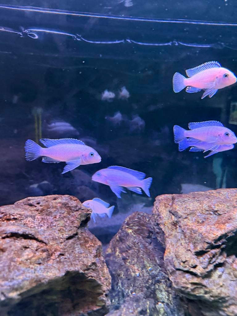 Pseudotropheus blue socolofi, Vis