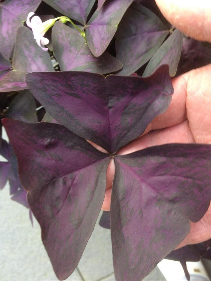 Klaver knolletjes Geluksklaver ( groot ), Tuin en Terras, Planten | Tuinplanten, Overige soorten, Volle zon, Ophalen of Verzenden