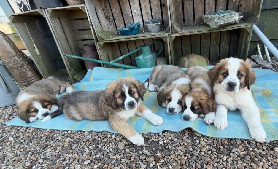 Mooie kruising Berner Sennen X Sint-Bernard pups, 8 tot 15 weken, Groot, Meerdere, Meerdere dieren