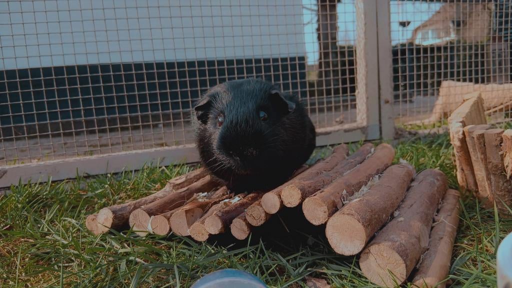 Cavia beertje, Dieren en Toebehoren, Knaagdieren, Oktober, Mannelijk, Cavia