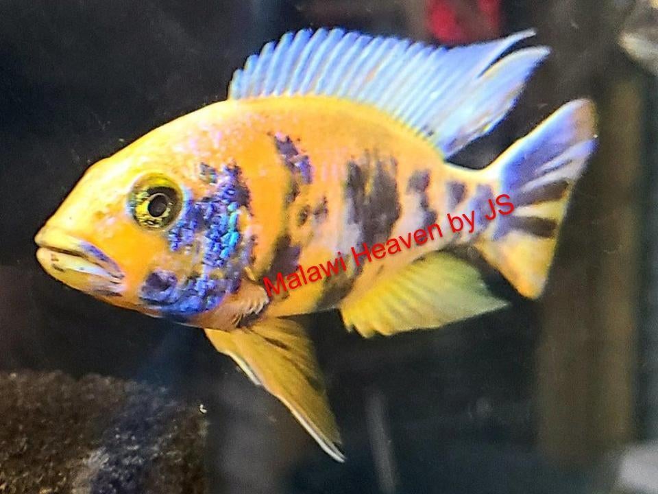 Aulonocara Yellow Berry Malawi Cichliden, Vis, Zoetwatervis, Schoolvis