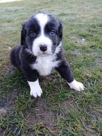 Boulab pups., Parvo, 8 tot 15 weken, Meerdere, Meerdere dieren