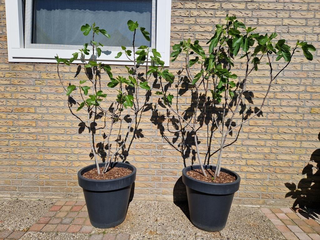 2x Meerstammige Vijg / Vijgenboom  Ficus Carica in pot samen, Ophalen, Volle zon, Vaste plant, Bloeit niet