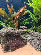 Apistogramma panduro, Vis