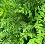 Conifeer Thuja occ. ‘Brabant’ 200-225cm, Tuin en Terras, Volle zon, Vaste plant, Bloeit niet, Ophalen