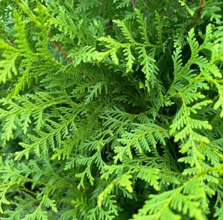 Conifeer Thuja occ. ‘Brabant’ 200-225cm, Tuin en Terras, Planten | Tuinplanten, Vaste plant, Overige soorten, Volle zon, Bloeit niet
