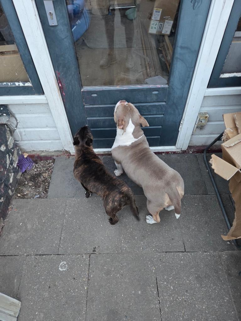 Bully, 15 weken tot 1 jaar, Overige rassen, Teef, Parvo