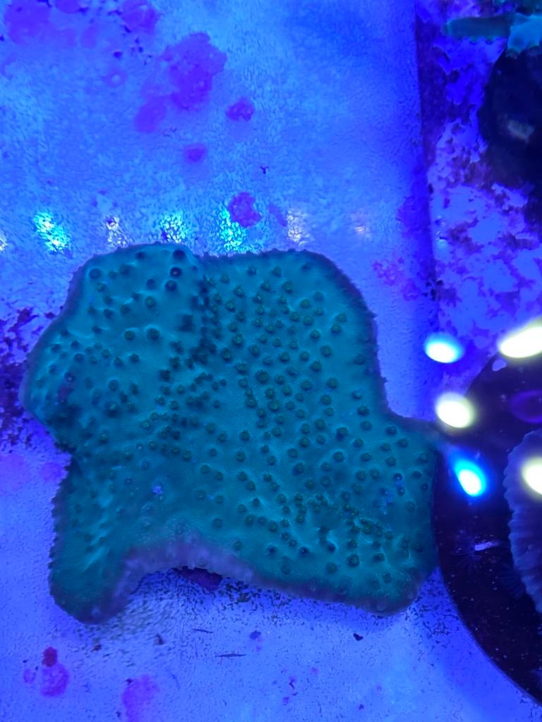 Turbinaria groen/geel, Ophalen, ., Overige typen, Nieuw