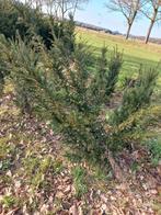 taxus, Ophalen of Verzenden, Taxus