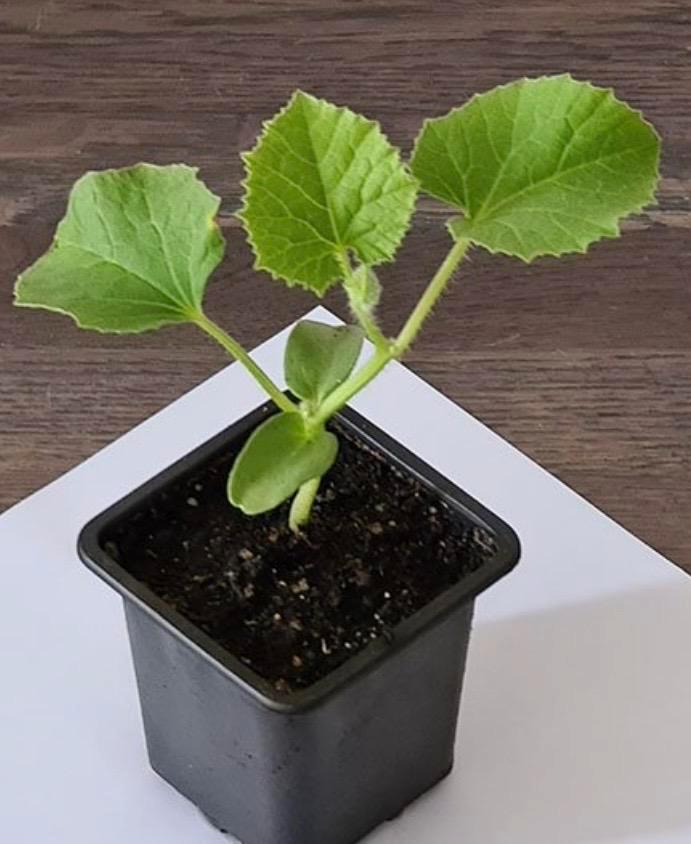 Groenteplantjes te koop: Courgette, Aubergine, Komkommer, To, Tuin en Terras, Planten | Tuinplanten, Eenjarig, Groenteplanten