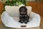Bernedoodle pups te koop, Parvo, 8 tot 15 weken, Groot, Meerdere