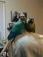 2 pyrrhura, Dieren en Toebehoren, Vogels | Parkieten en Papegaaien, Meerdere dieren, Parkiet