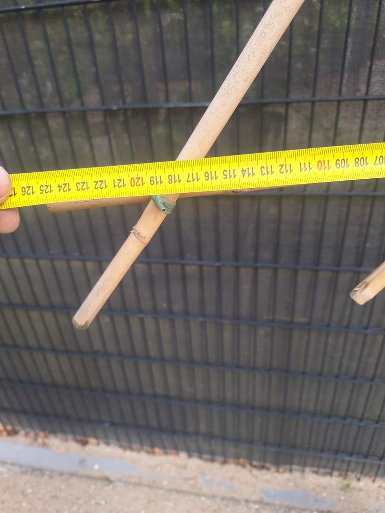 Leilinde (Tilia europaea 'Pallida') - Jonge boom, Tuin en Terras, Ophalen