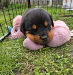 Laatste 2 rottweiler reutjes!, 8 tot 15 weken, Parvo, Meerdere, Meerdere dieren