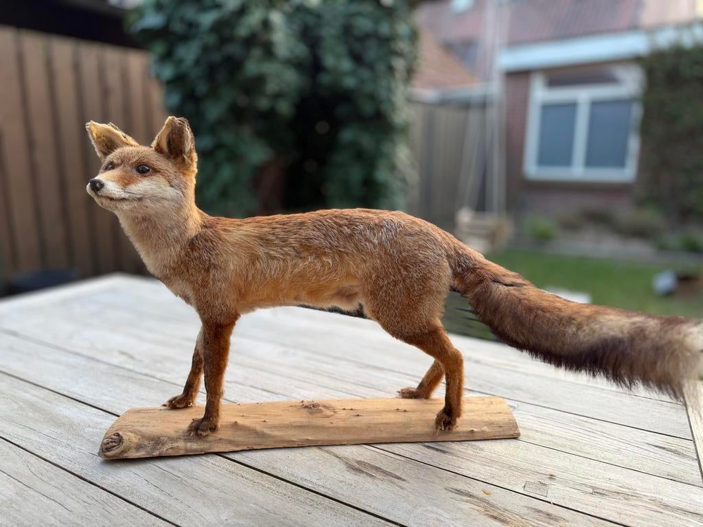 Opgezette Vos, Ophalen, Gebruikt, Wild dier, Opgezet dier