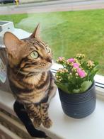 Bengaal kittens, Poes