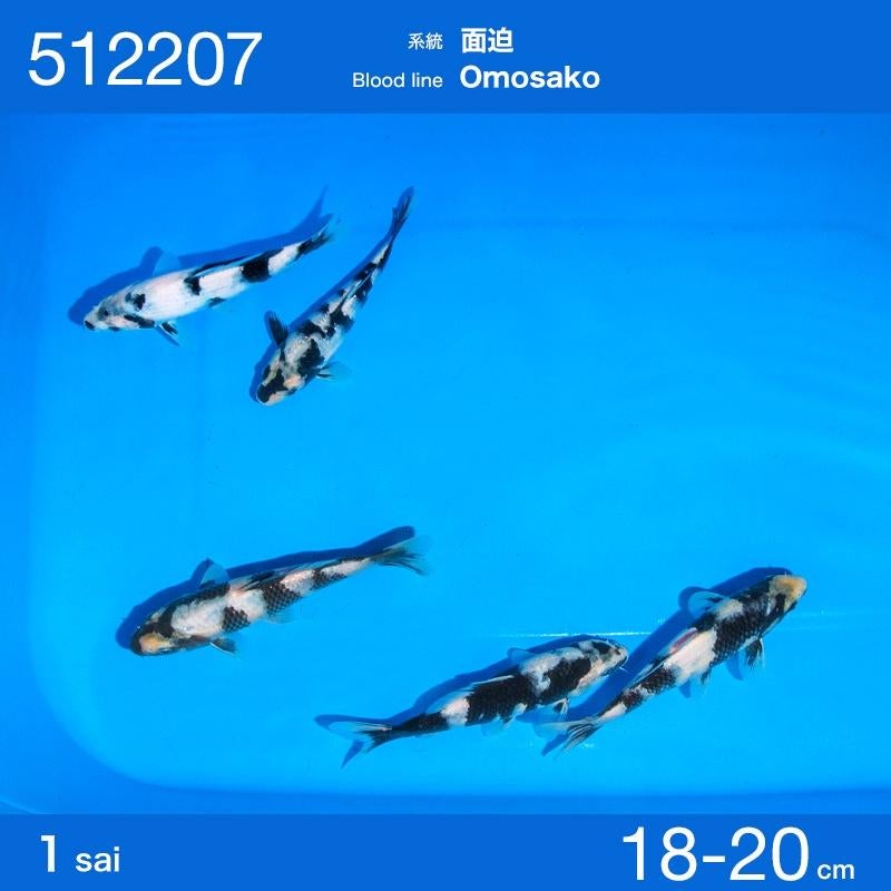 Ogata HQ tosai | Tosai vissen, Dieren en Toebehoren, Karper of Koi