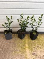 liguster mooi vertakt 20/30 cm € 0,75, Ophalen of Verzenden, Liguster, Minder dan 100 cm