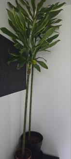 Dracaena plant 2 stuks, Tuin en Terras, Planten | Bomen, Ophalen of Verzenden, Volle zon, Overige soorten, Minder dan 100 cm