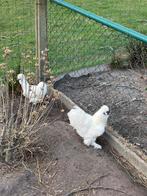 Gratis zijdehoen haan, Dieren en Toebehoren, Mannelijk, Kip