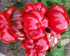Paprika Ratunda, Ophalen of Verzenden, Voorjaar, Volle zon, Zaad