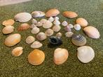 35 Mooie schelpen (€0,15 per stuk), Ophalen of Verzenden, Schelp(en)