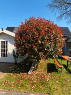 PRACHTIGE GLANS MISPEL BOMEN OP STAM (photinia red robin), Ophalen, Lente, Volle zon, Bolboom