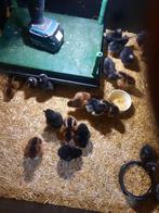 Kuikens Barnevelder, Dieren en Toebehoren, Pluimvee, Meerdere dieren, Kip