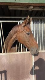 Sportieve Merrie 21 jaar (schofthoogte 1.68m), Dieren en Toebehoren, Paarden, Merrie, Recreatiepaard, Met stamboom, 11 jaar of ouder