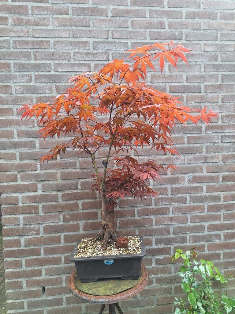 Bonsai Japanse esdoorn Atropurpureum, Ophalen, Bloeit niet, Halfschaduw, Overige soorten