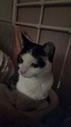 Gezocht!! Vriendinnetje voor mijn bijna 2 jarige poes., Ophalen