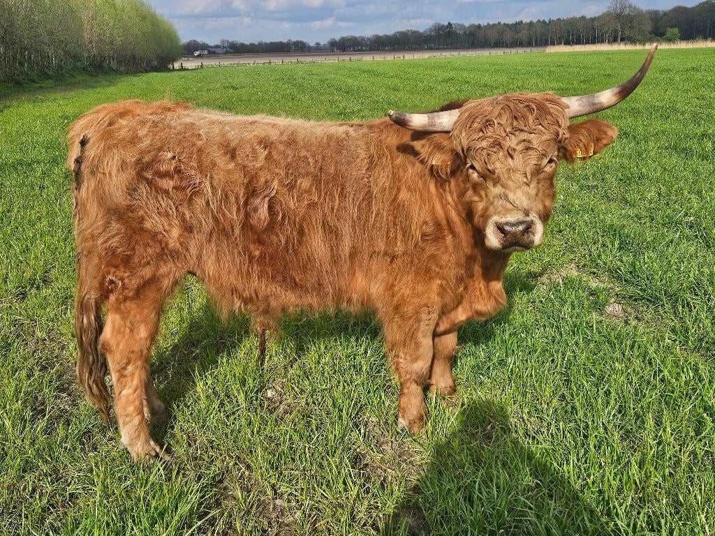 Runderen, Dieren en Toebehoren, Runderen, Vrouwelijk, 0 tot 2 jaar