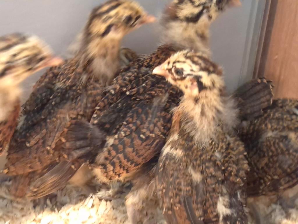 Friese hoen kriel roodpel, Dieren en Toebehoren, Pluimvee, Geslacht onbekend, Kip