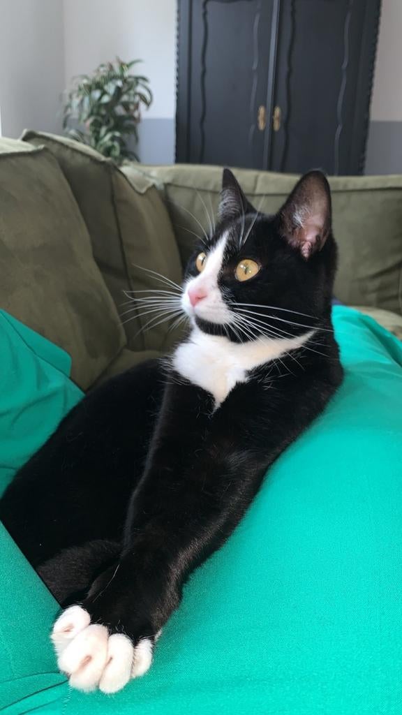 1 of 2 poezen gratis op te halen, Poes