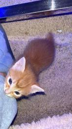 Kittens allen nog die grijze over 2 oranje, Poes, Ontwormd