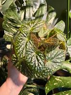 Begonia sp China stek, Ophalen of Verzenden, Halfschaduw, Minder dan 100 cm