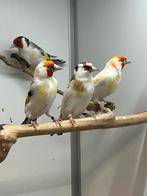 Majoor Putters Mutaties 6-11, Meerdere dieren, Wildzangvogel