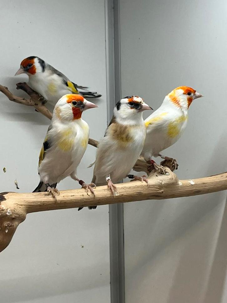 Majoor Putters Mutaties 6-11, Dieren en Toebehoren, Vogels | Overige Vogels, Wildzangvogel, Meerdere dieren