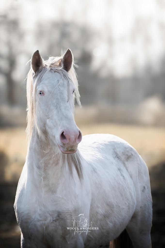 Cremello ruin, Dieren en Toebehoren, Paarden, Ruin, Onbeleerd, 160 tot 165 cm, 3 tot 6 jaar, Dressuurpaard, Gechipt, Ontwormd