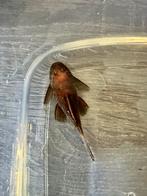 Ancistrus sp. (LDA 016) 'Super Red, Vis