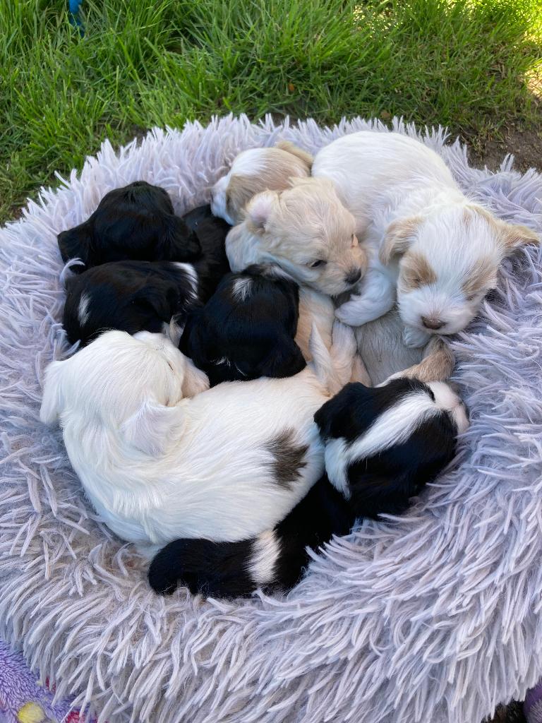 Mooie boomerpups, Dieren en Toebehoren, Honden | Niet-rashonden, België, Particulier, 8 tot 15 weken, Parvo