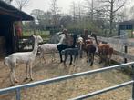 Alpaca scheren, November, Geslacht onbekend